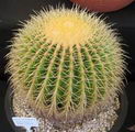 Golden Ball, Mother-in-Law